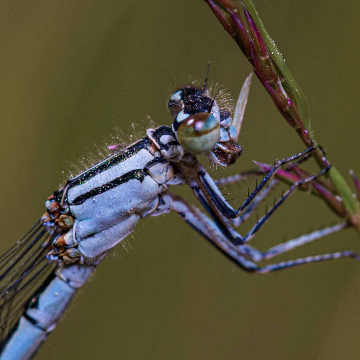 2020-06-01 - NSG Hafen Herten