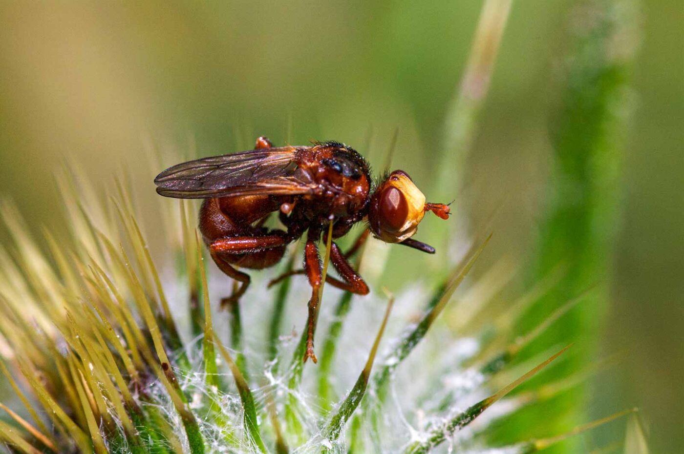 2020-06-01 - NSG Hafen Herten