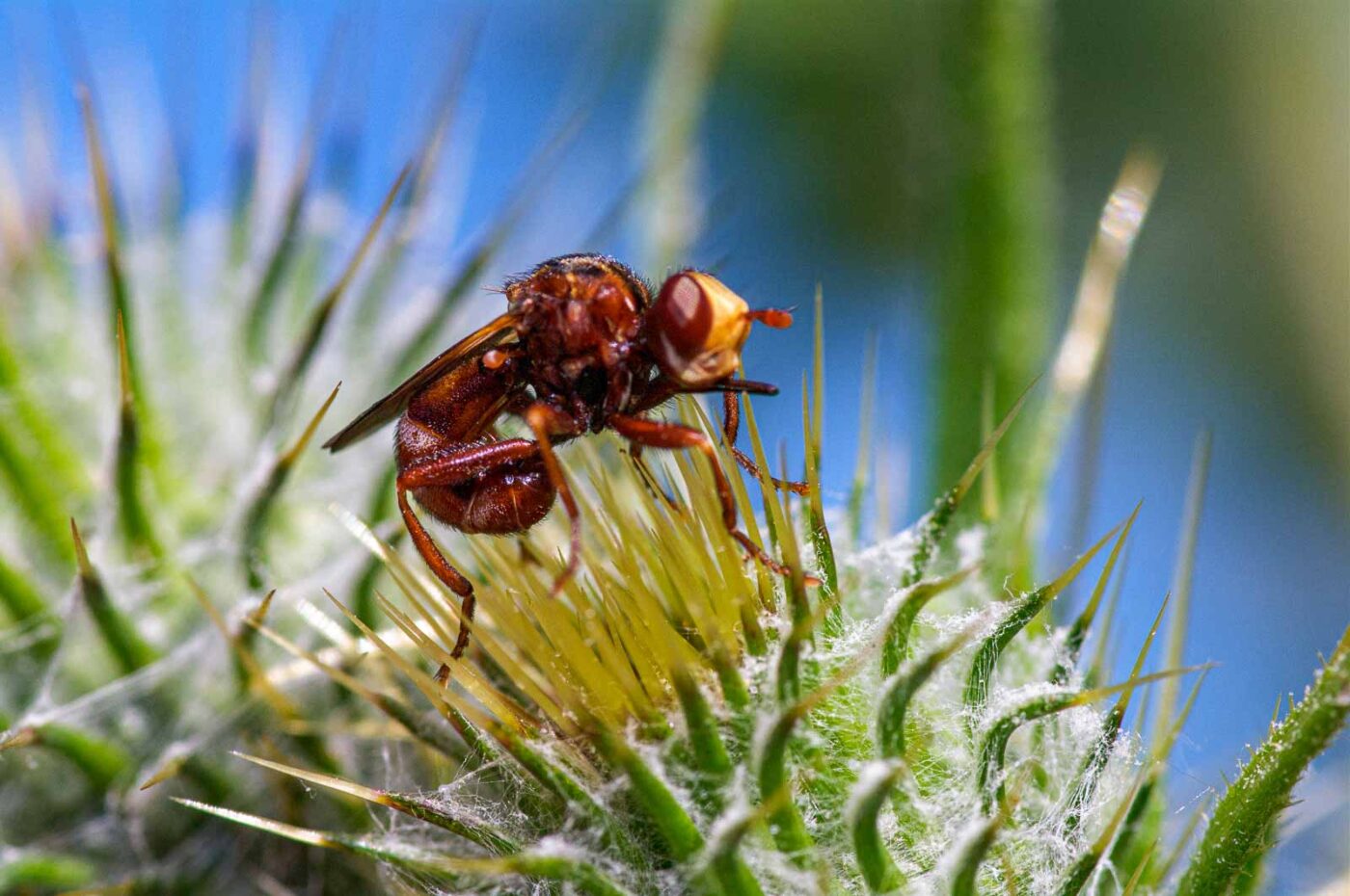 2020-06-01 - NSG Hafen Herten