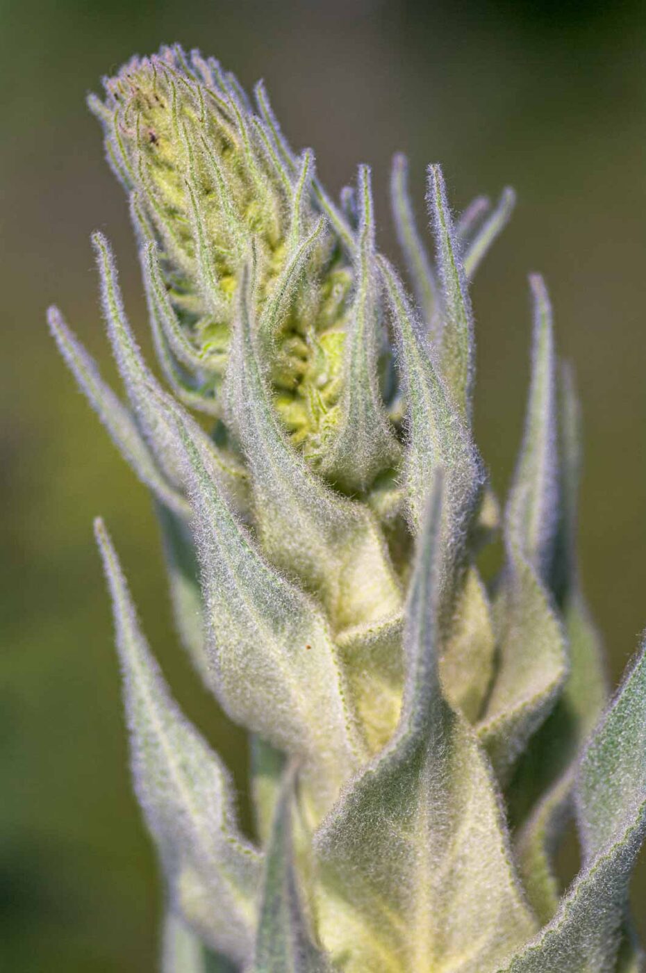 2020-06-01 - NSG Hafen Herten