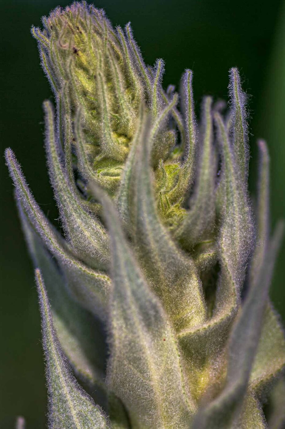 2020-06-01 - NSG Hafen Herten