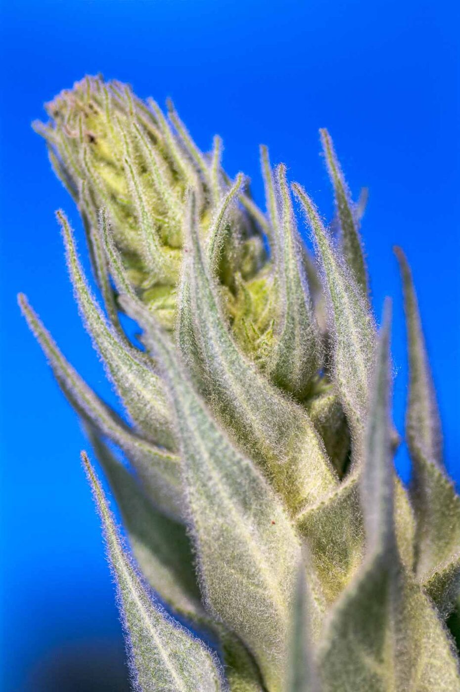 2020-06-01 - NSG Hafen Herten