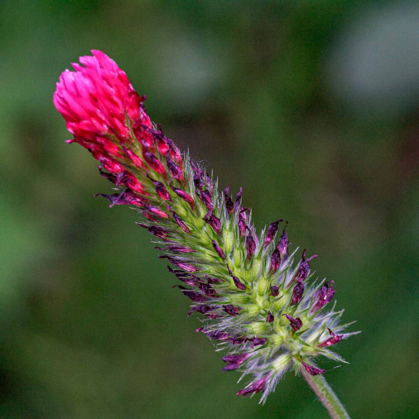 2020-06-01 - NSG Hafen Herten