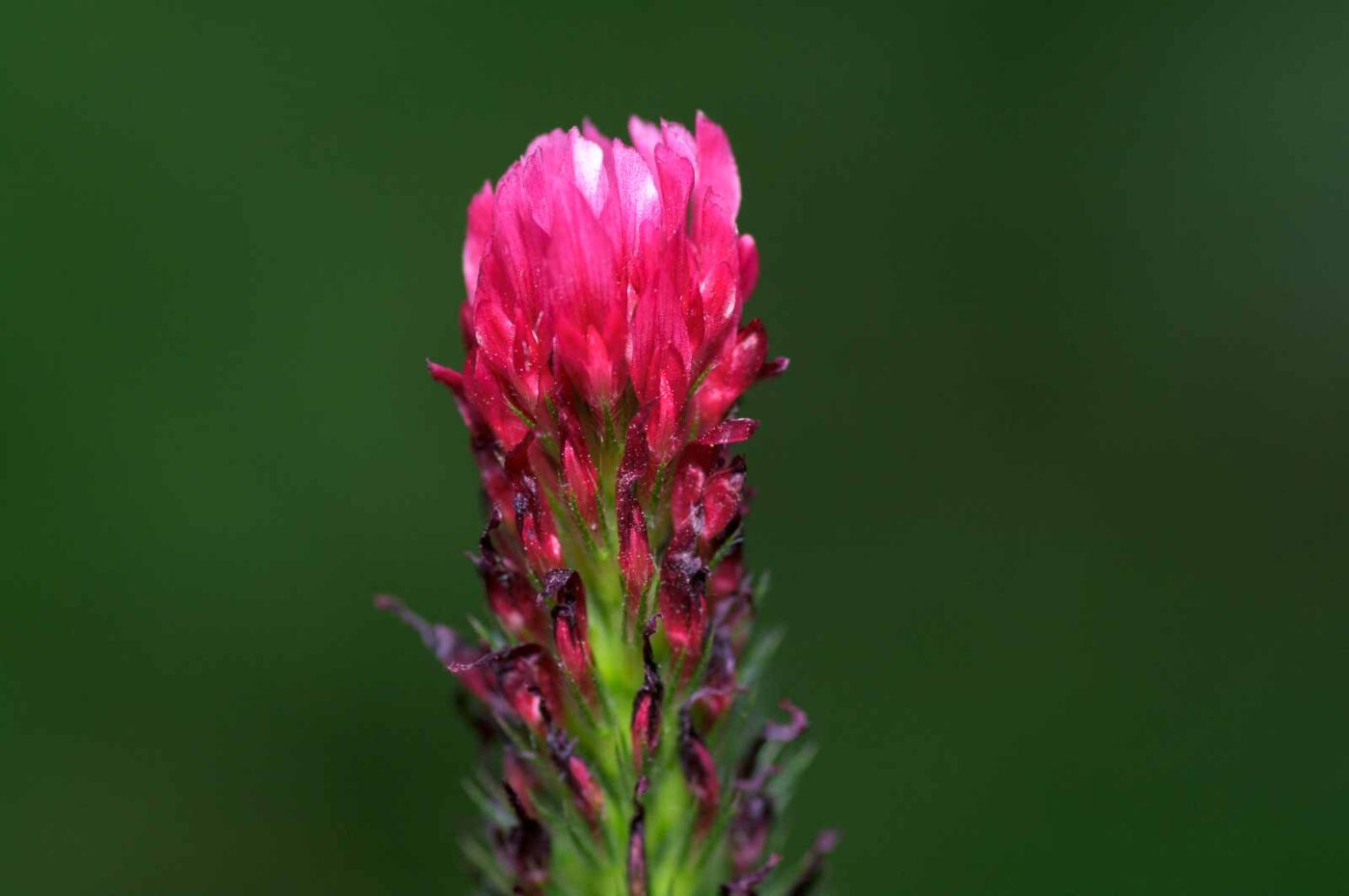 2020-06-01 - NSG Hafen Herten