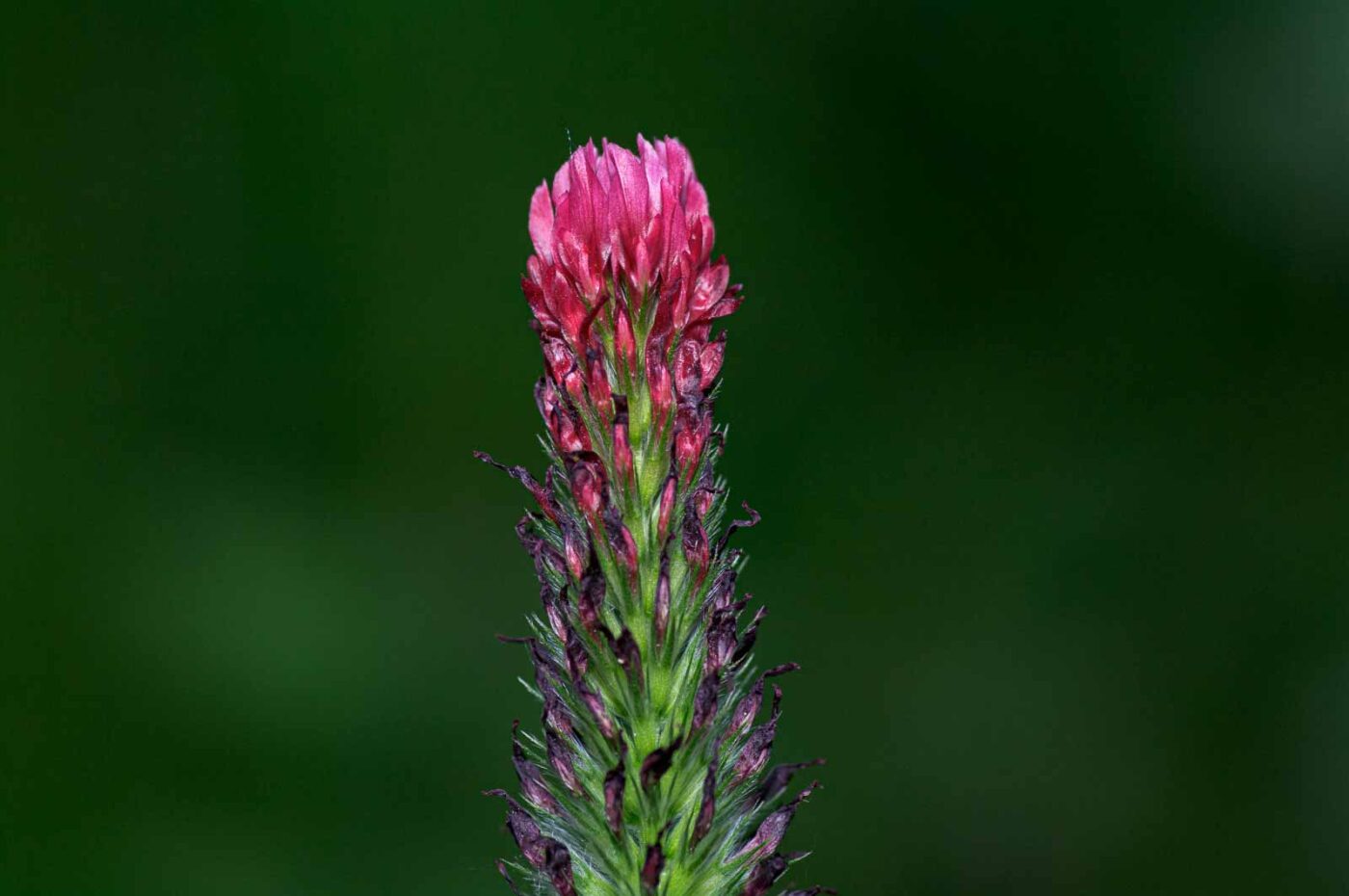 2020-06-01 - NSG Hafen Herten