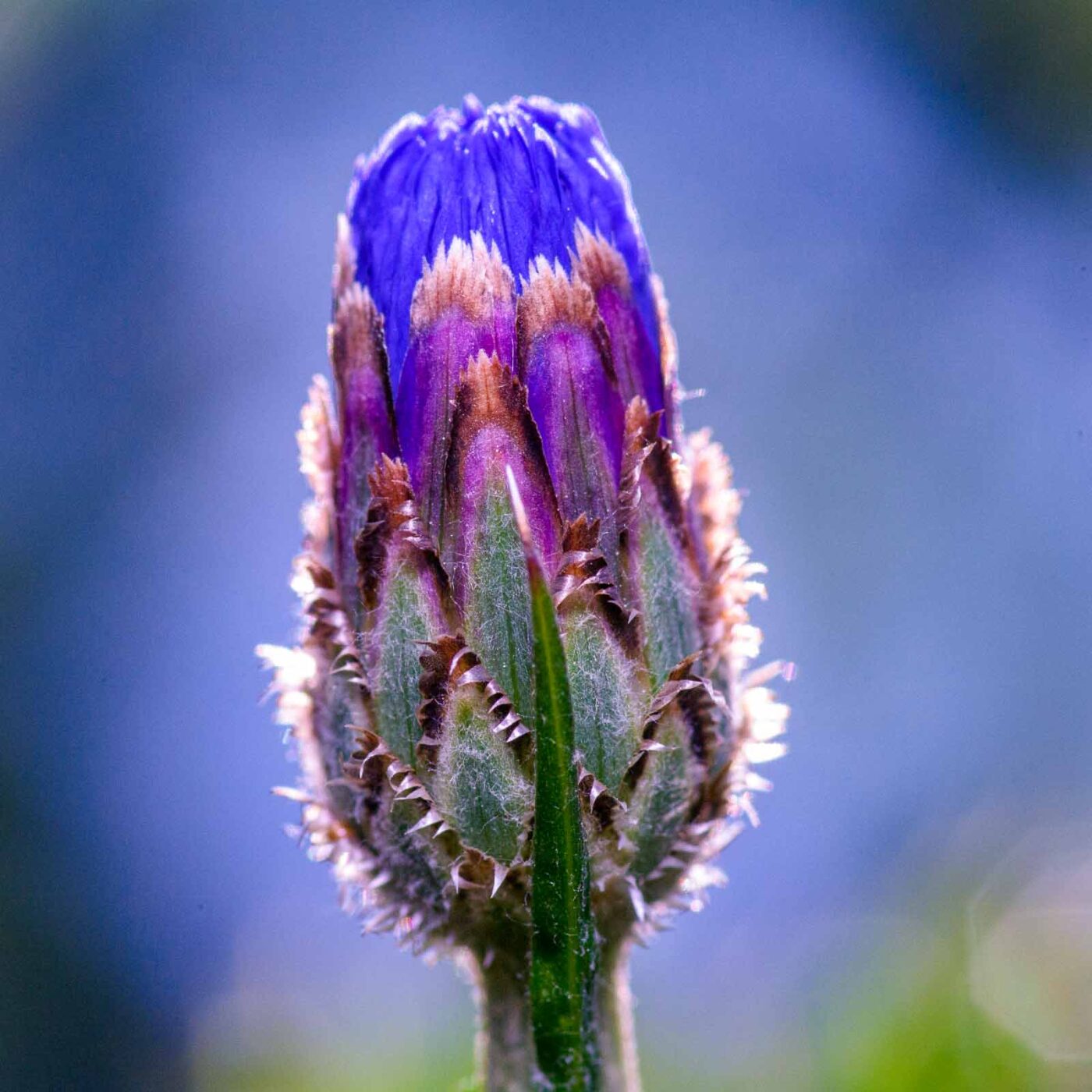 2020-06-01 - NSG Hafen Herten