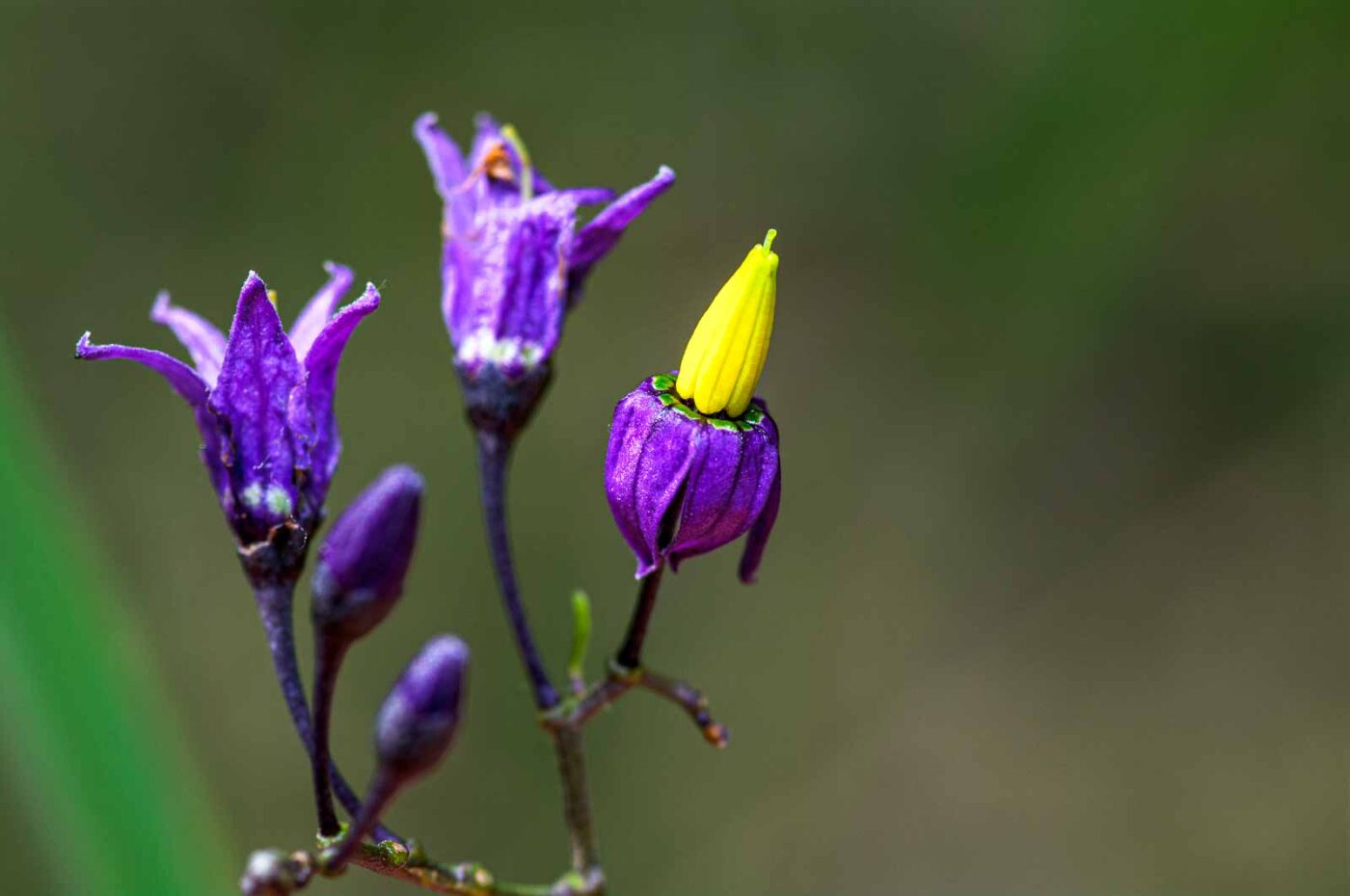 2020-06-01 - NSG Hafen Herten