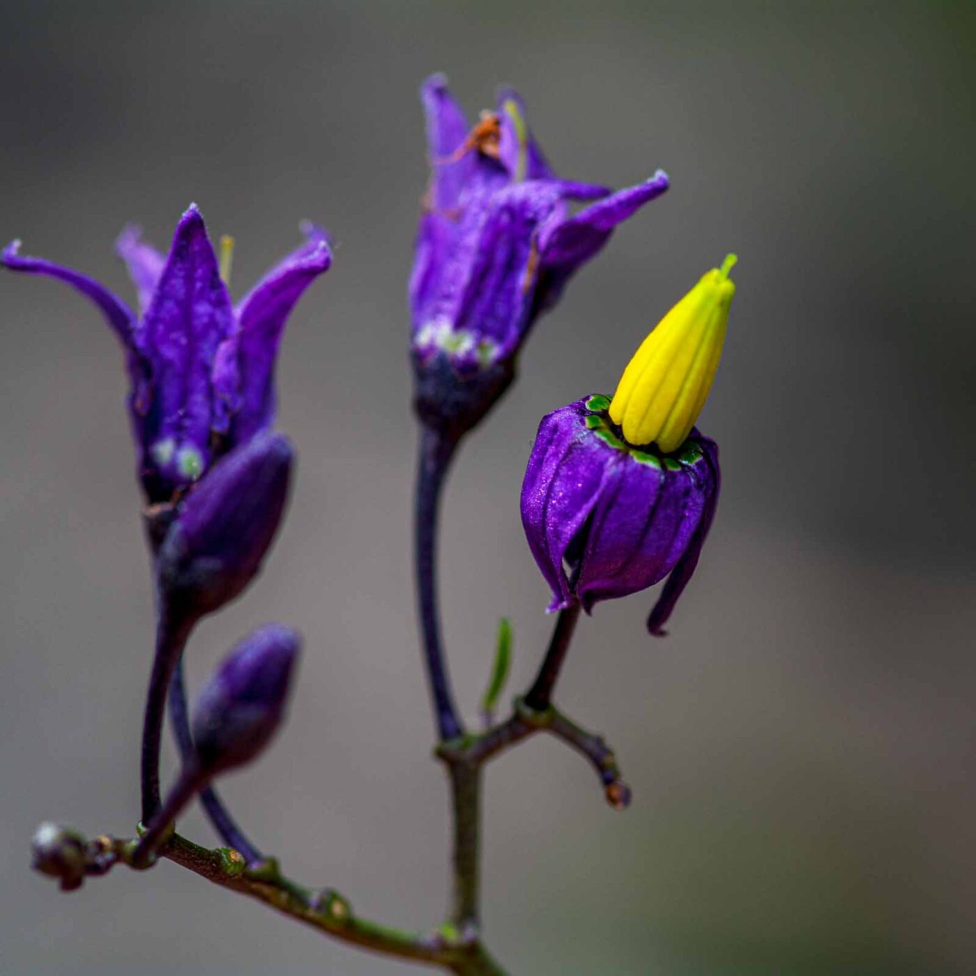 2020-06-01 - NSG Hafen Herten