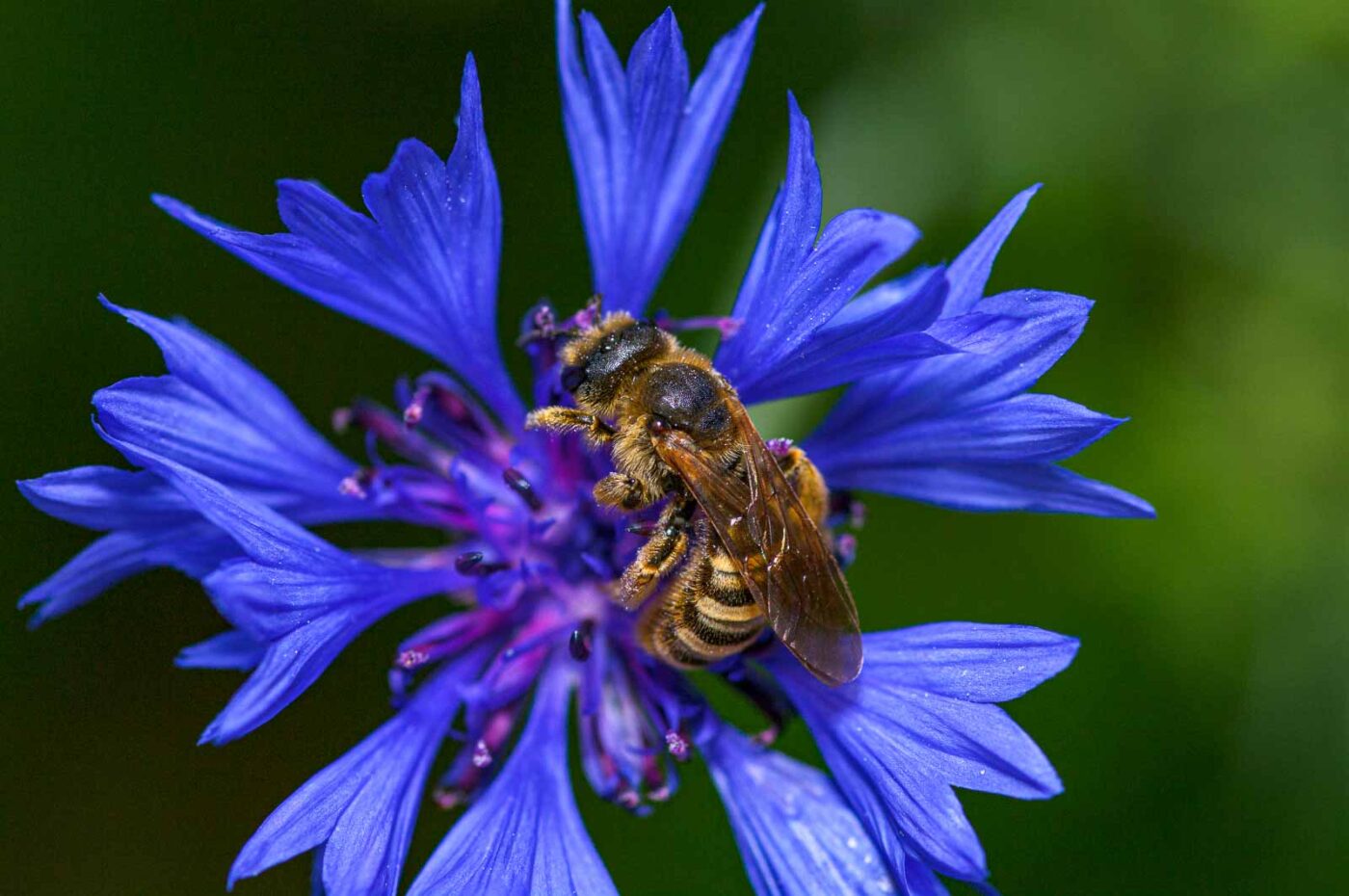 2020-06-01 - NSG Hafen Herten