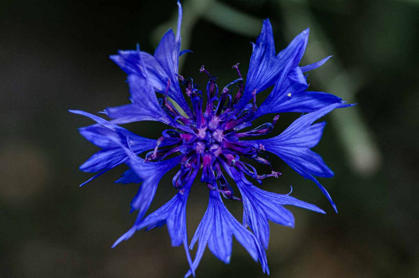 2020-06-01 - NSG Hafen Herten