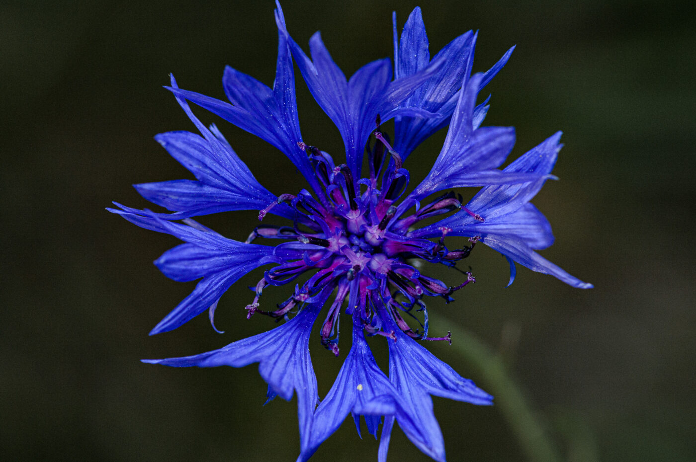 2020-06-01 - NSG Hafen Herten