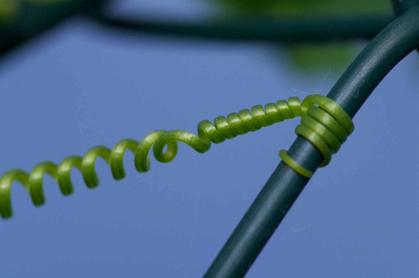 2020-06-01 - NSG Hafen Herten