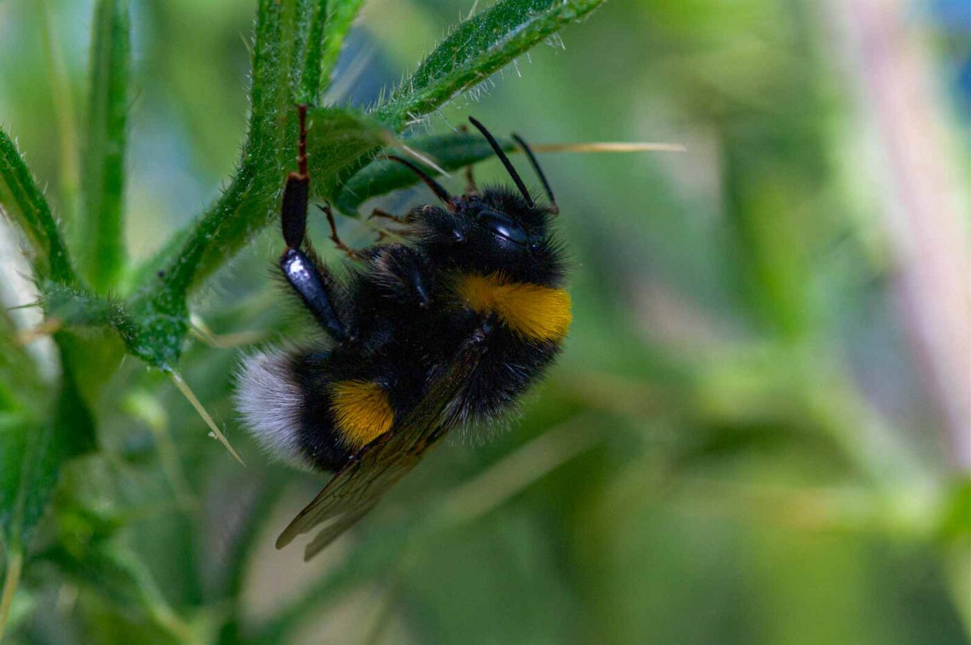 2020-06-01 - NSG Hafen Herten