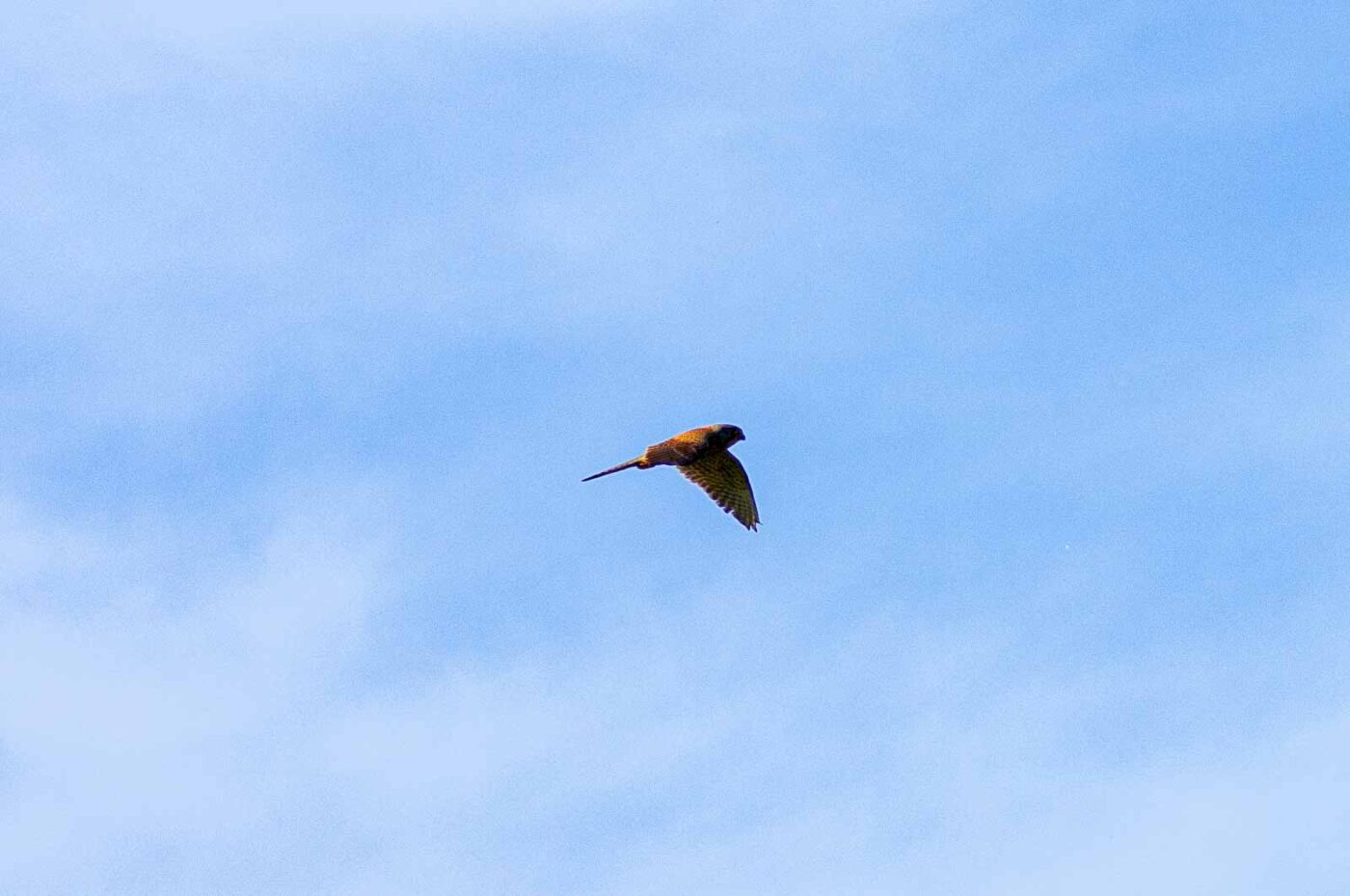 2020-06-01 - NSG Hafen Herten