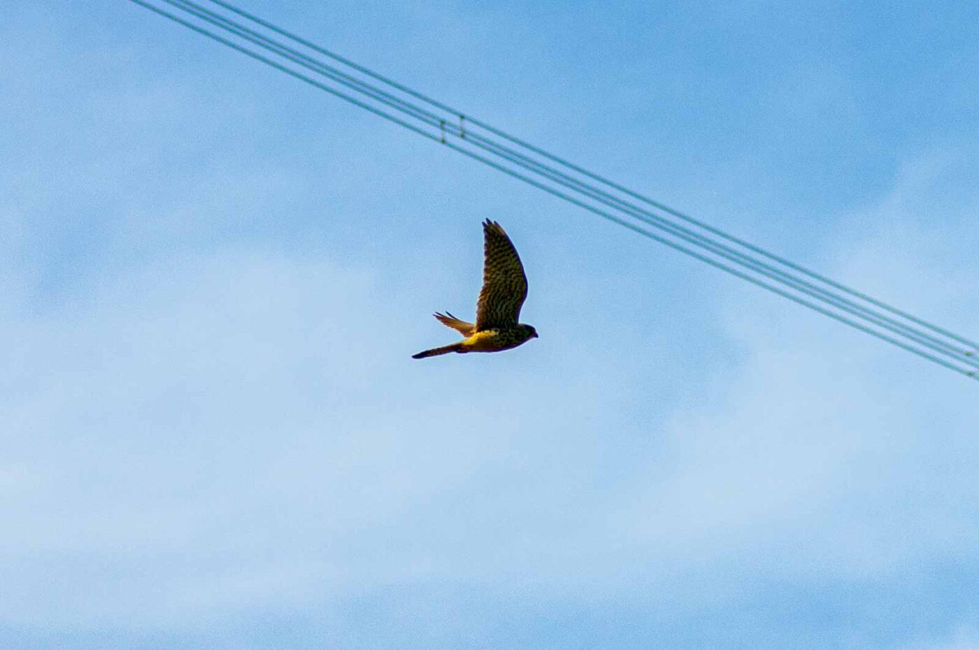 2020-06-01 - NSG Hafen Herten