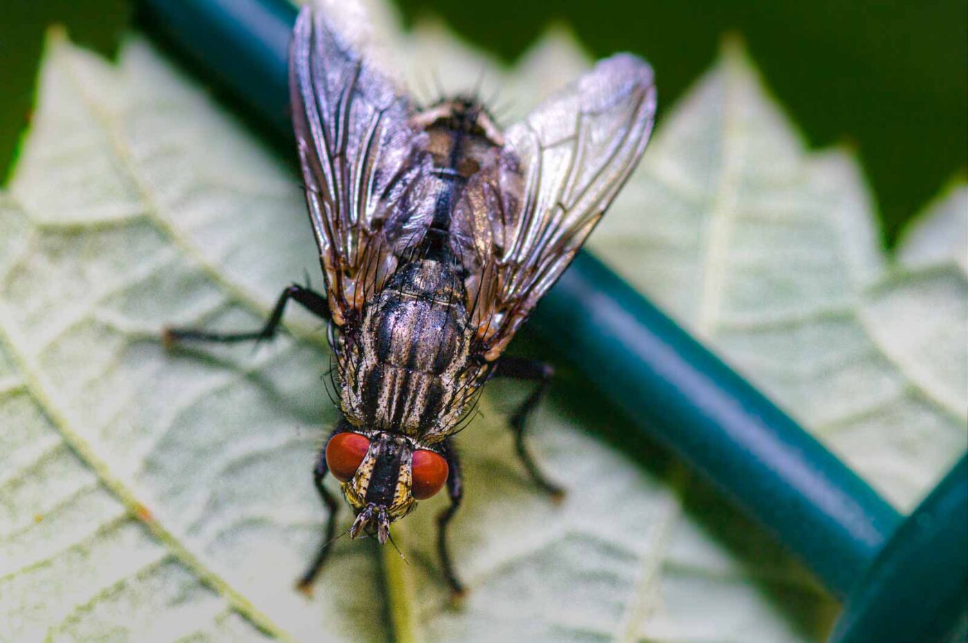 2020-06-01 - NSG Hafen Herten