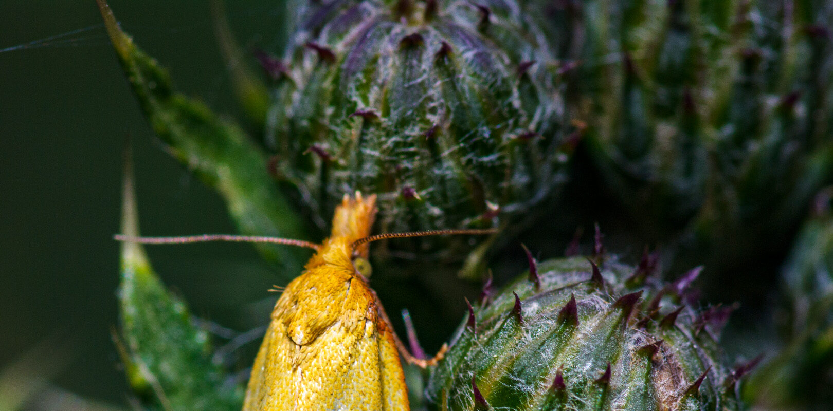 °flockenblumen-wickler°