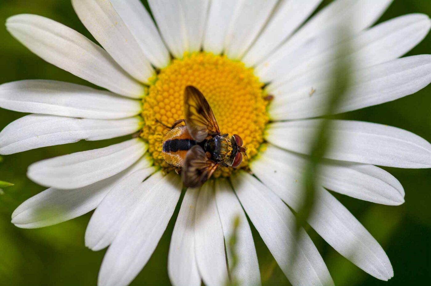 2020-06-01 - NSG Hafen Herten