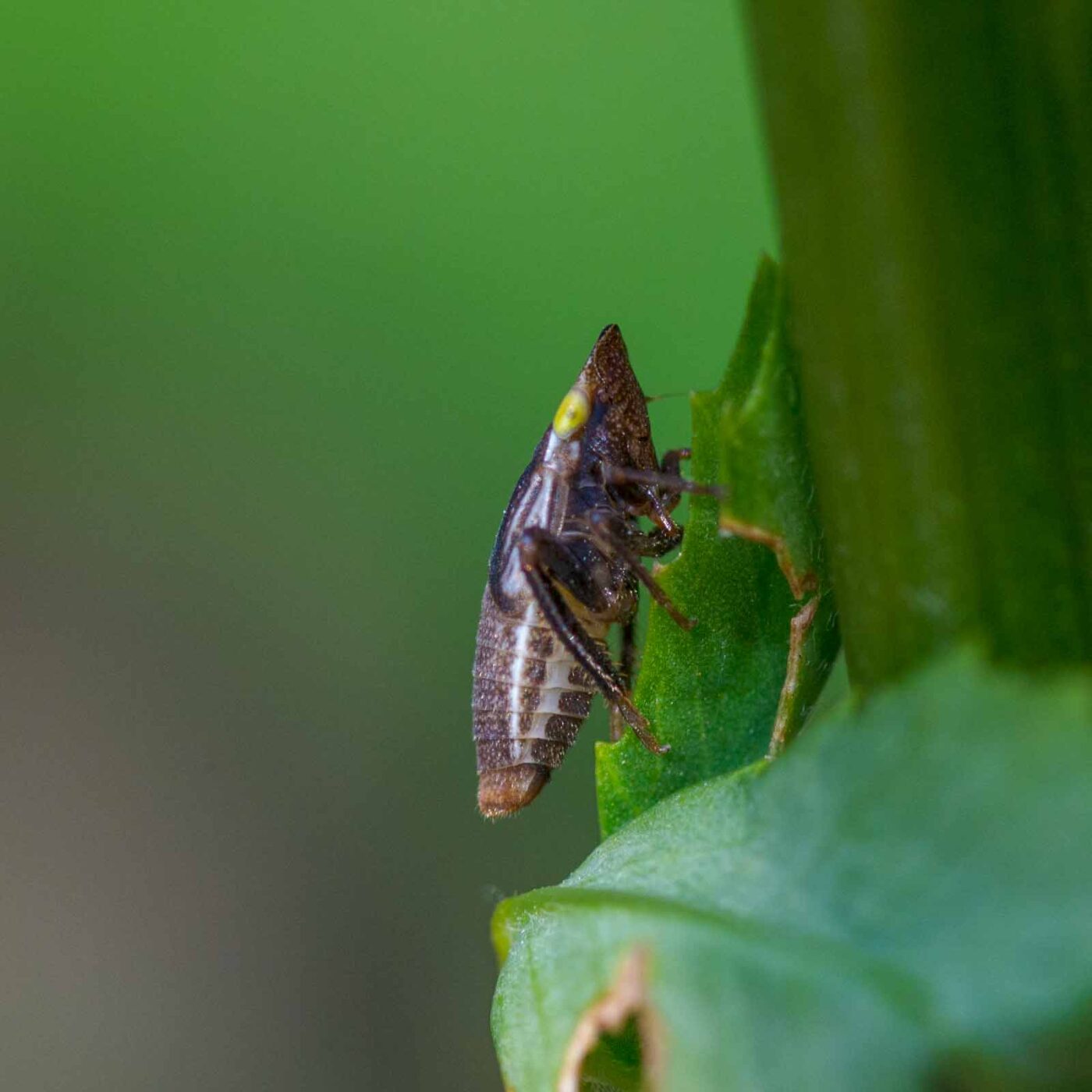 2020-06-01 - NSG Hafen Herten