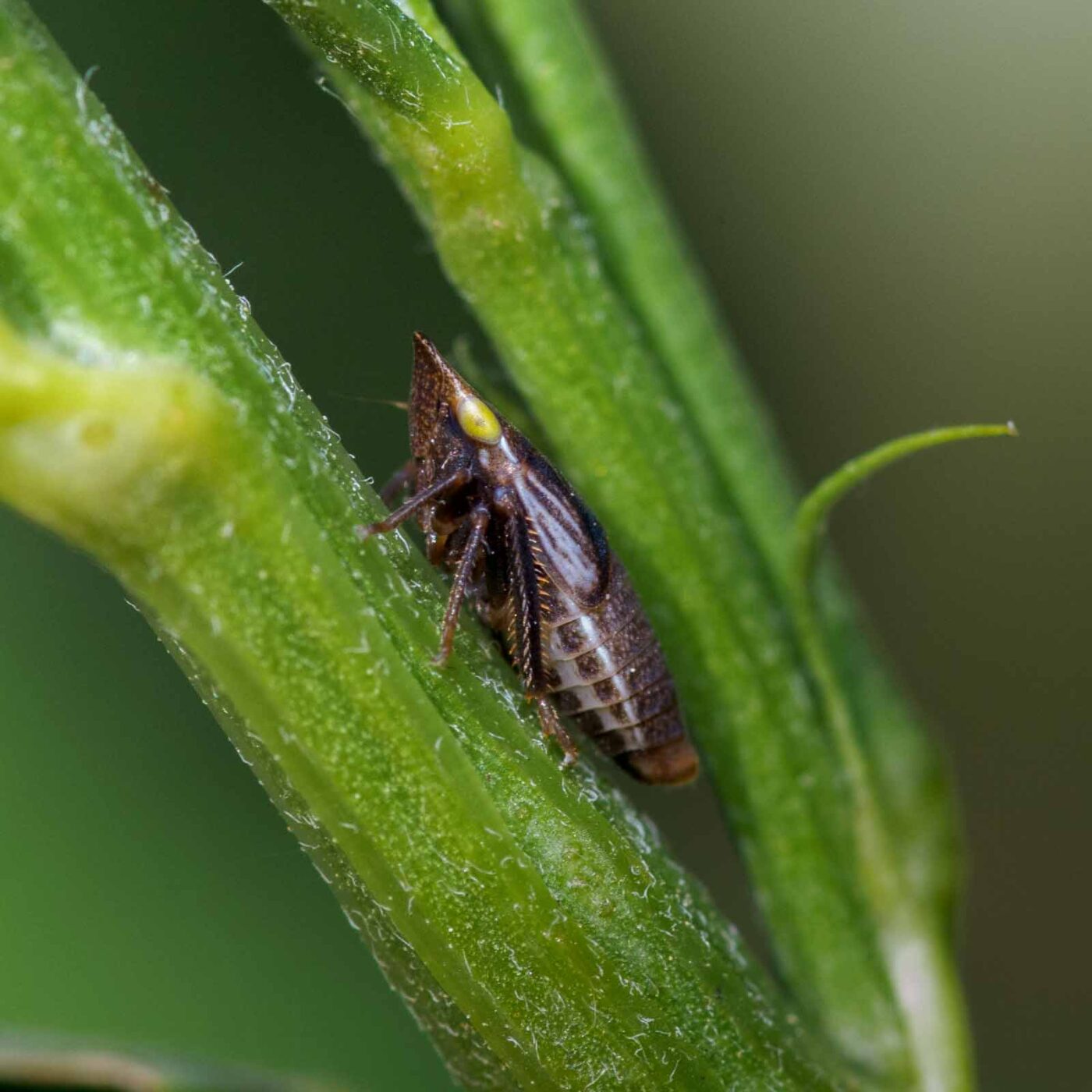 2020-06-01 - NSG Hafen Herten