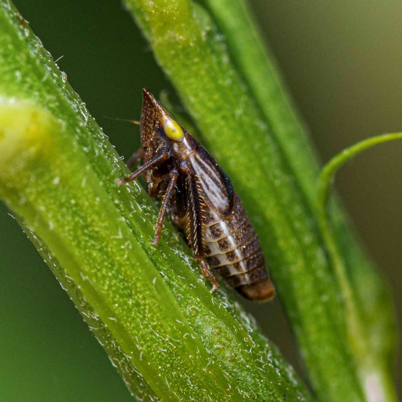 2020-06-01 - NSG Hafen Herten