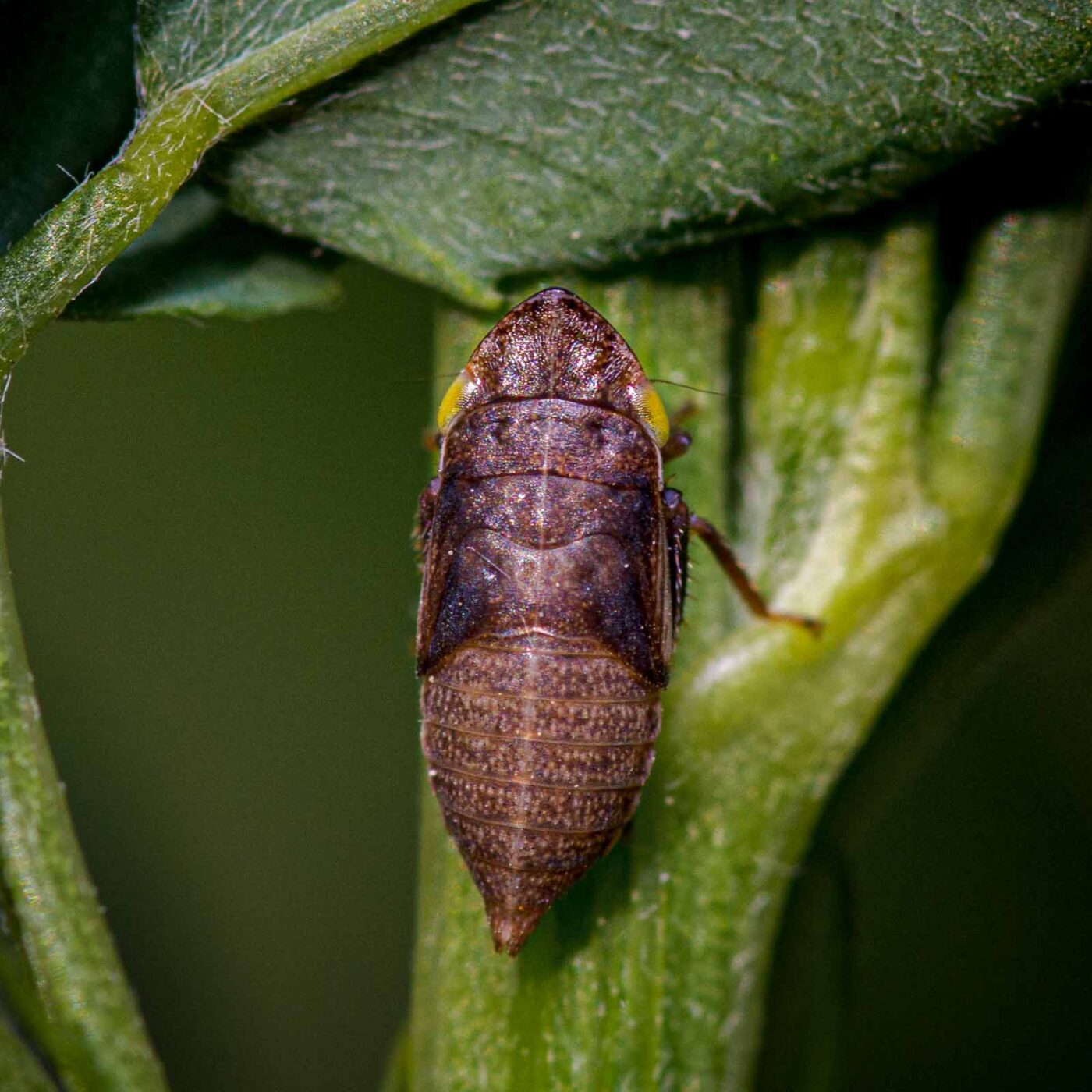 2020-06-01 - NSG Hafen Herten