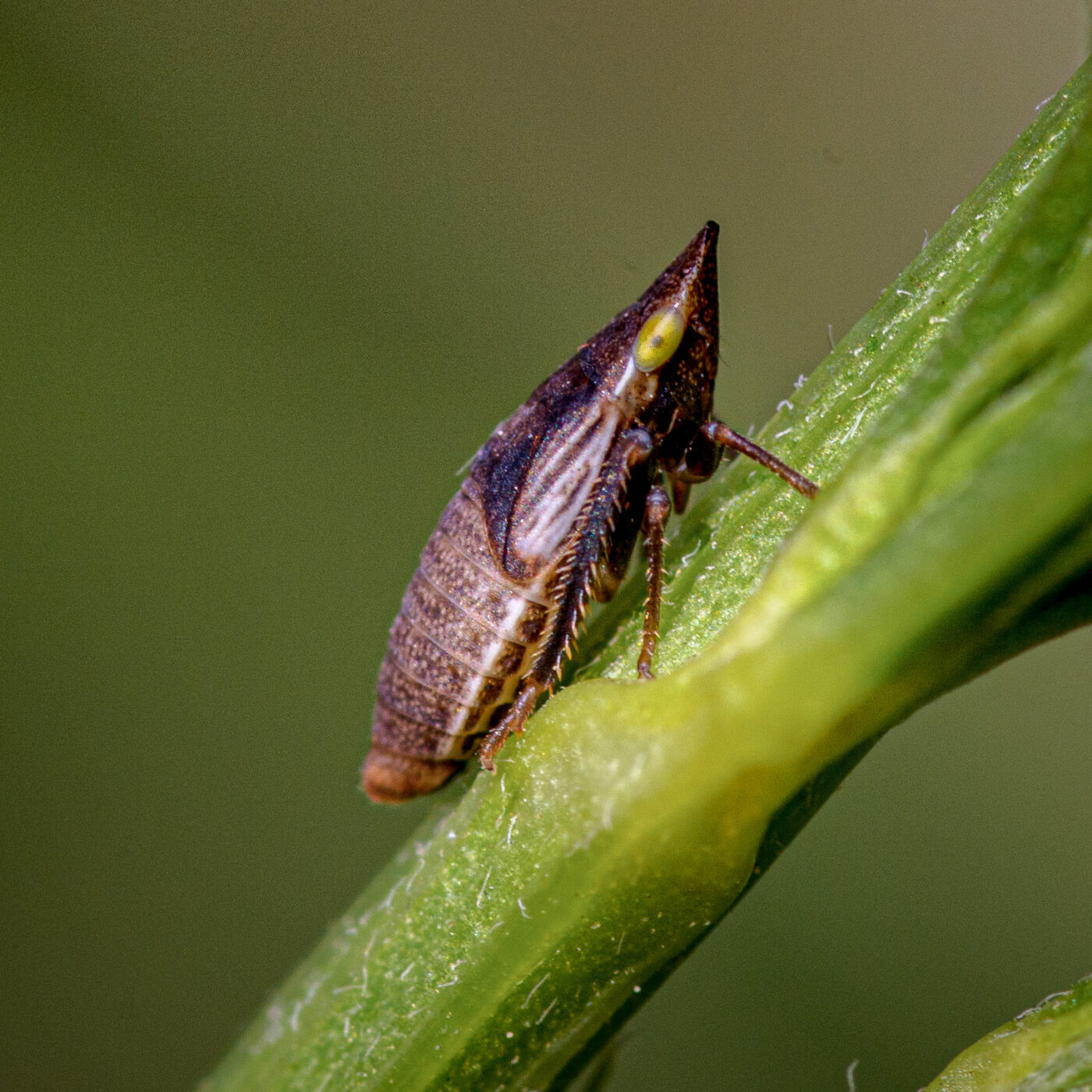 2020-06-01 - NSG Hafen Herten