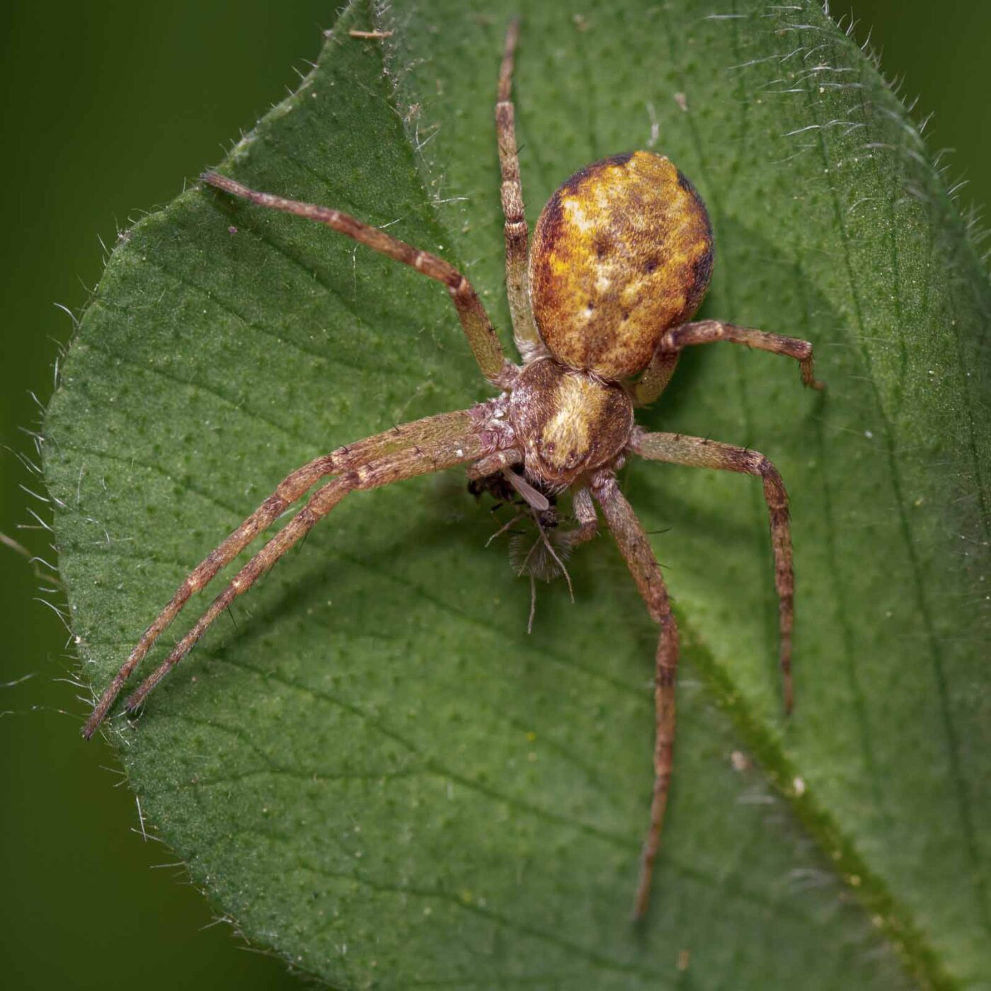 2020-06-01 - NSG Hafen Herten