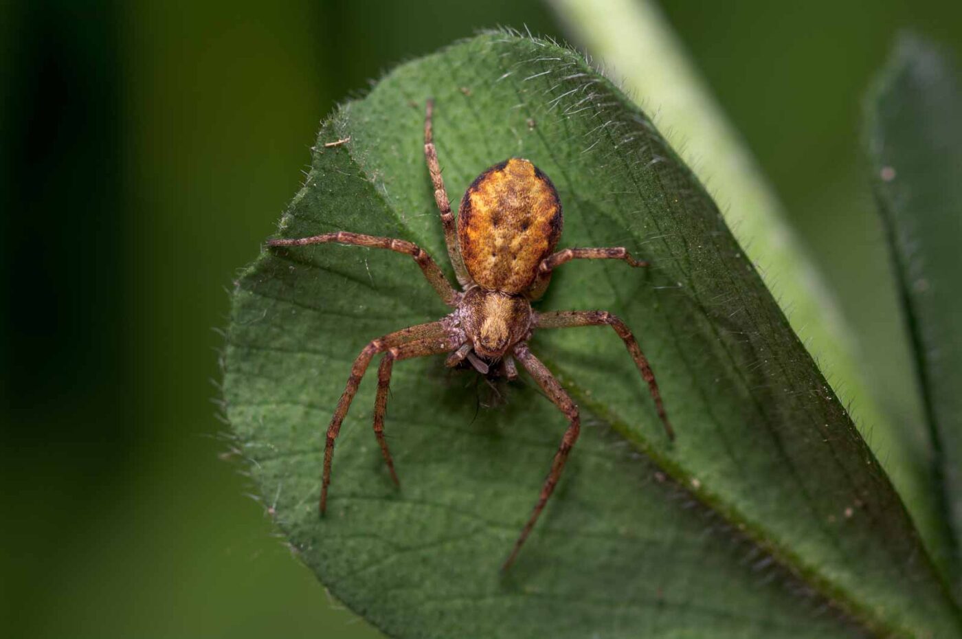 2020-06-01 - NSG Hafen Herten