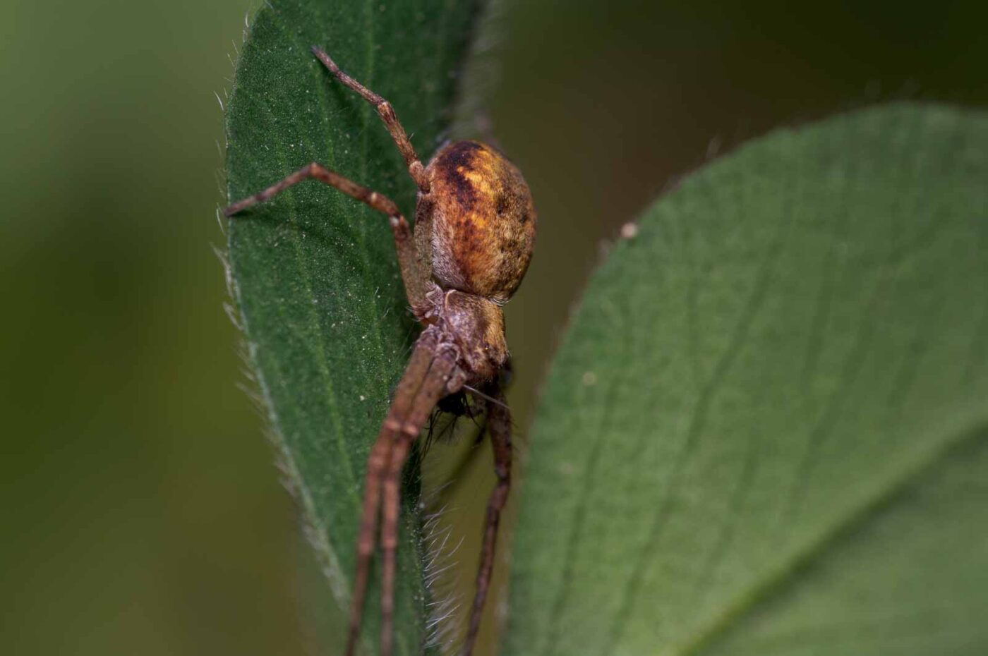 2020-06-01 - NSG Hafen Herten