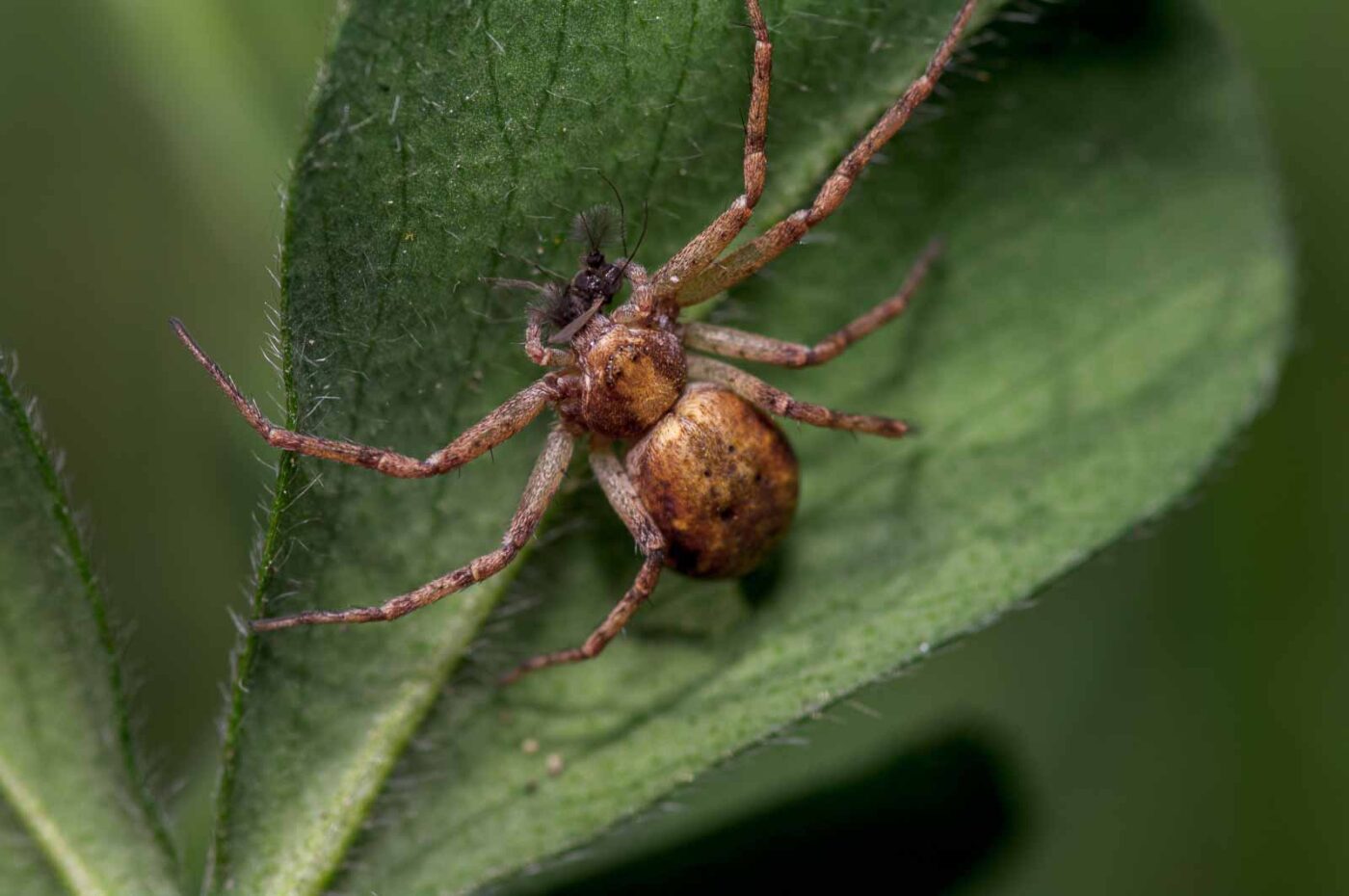 2020-06-01 - NSG Hafen Herten
