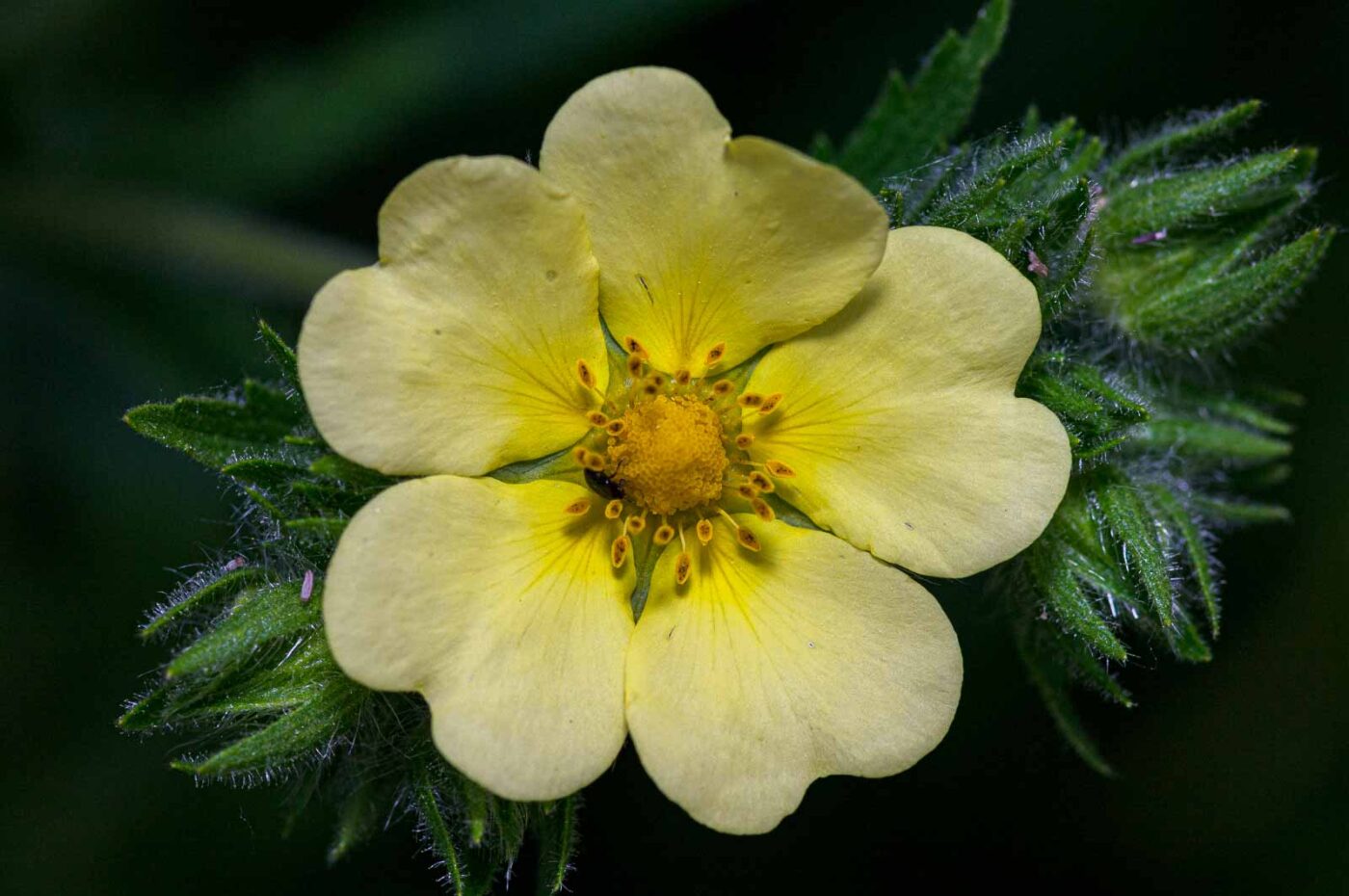 2020-06-01 - NSG Hafen Herten