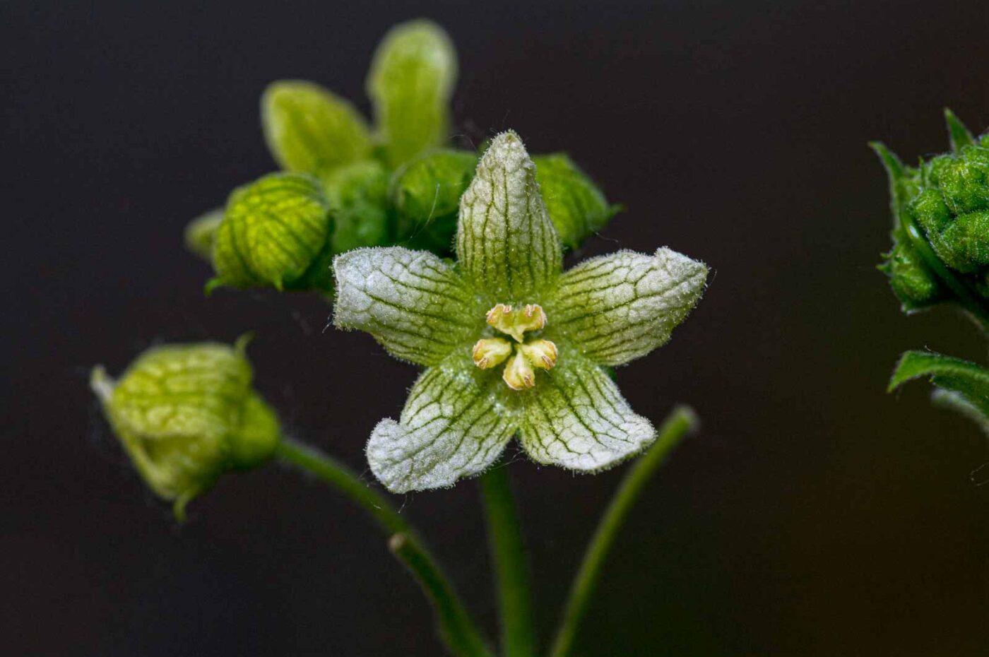 2020-06-01 - NSG Hafen Herten