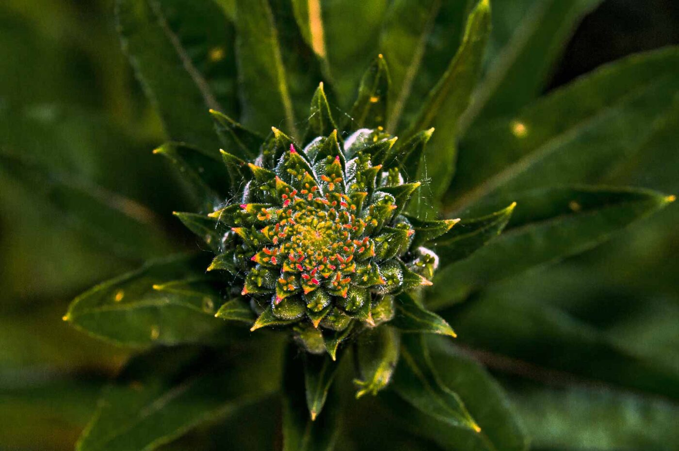 2020-06-01 - NSG Hafen Herten