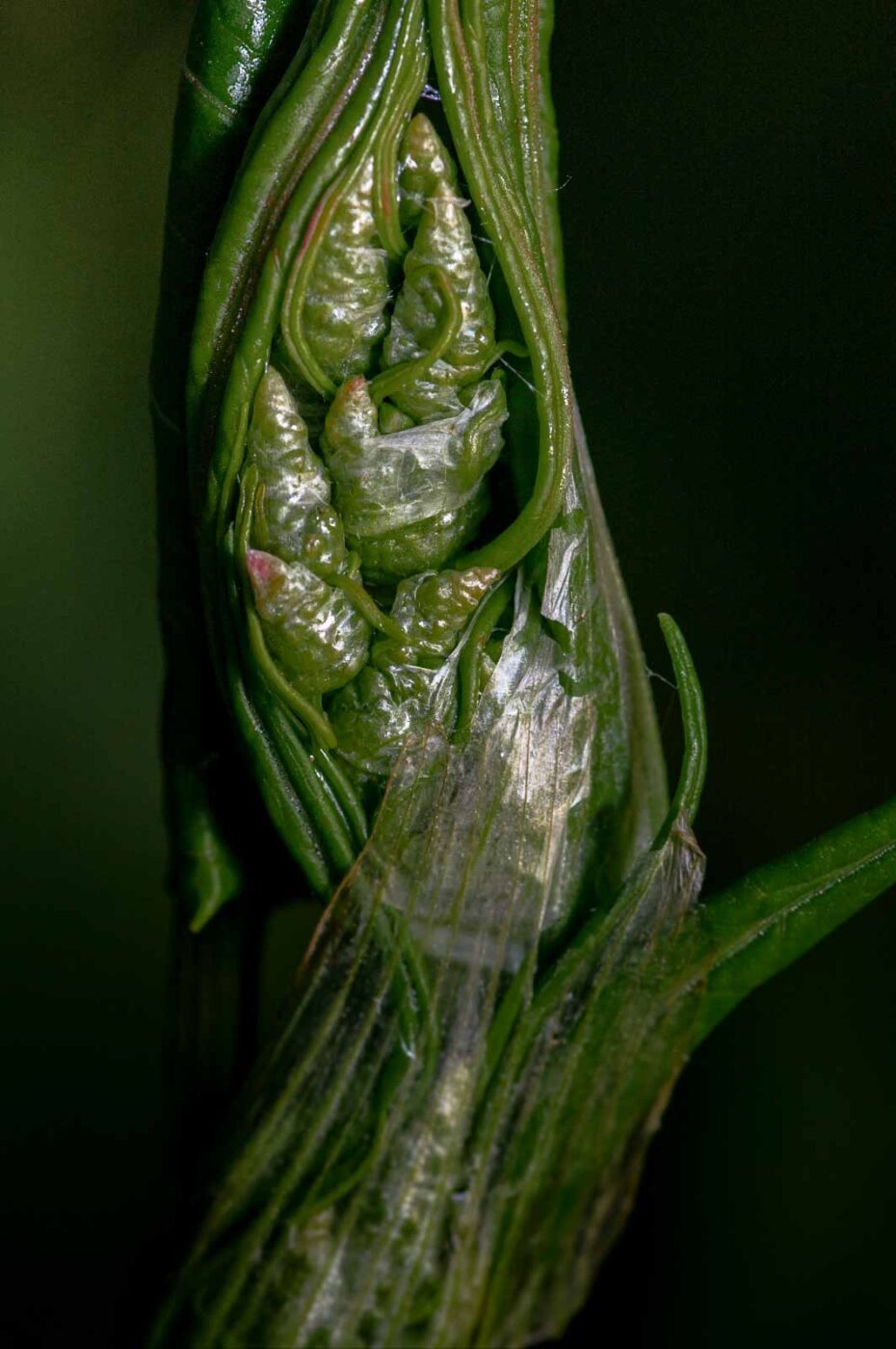 2020-06-01 - NSG Hafen Herten