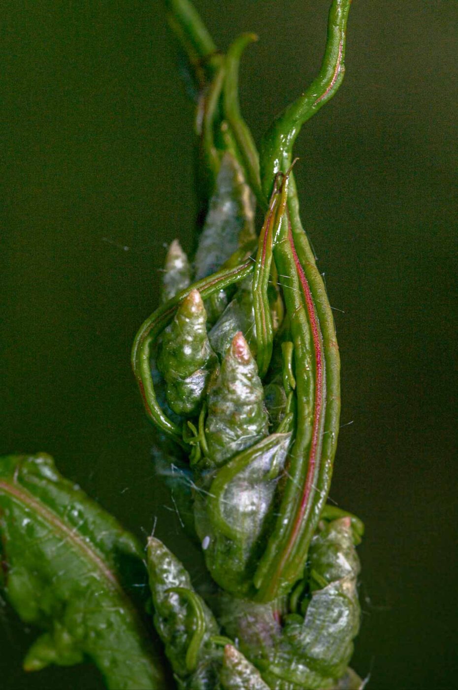 2020-06-01 - NSG Hafen Herten