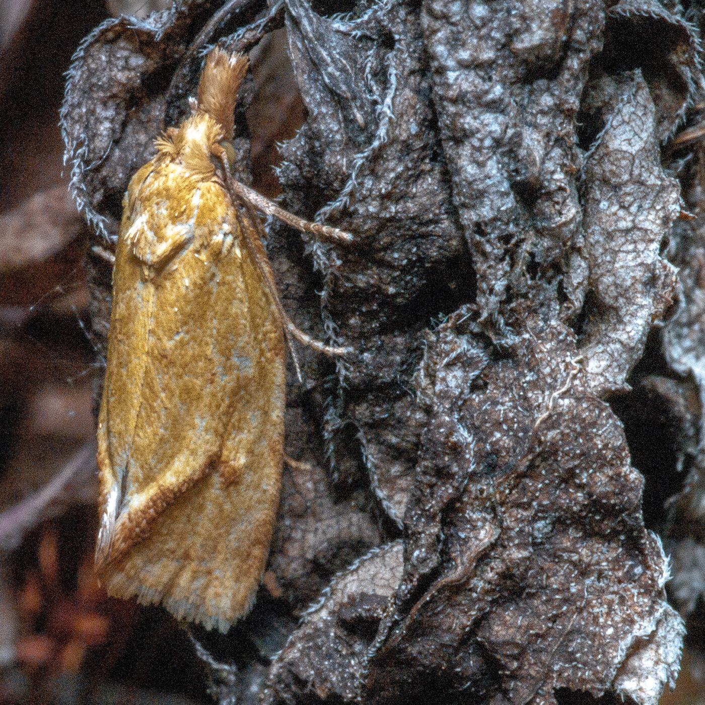 2020-06-02 - Rhein-Herne-Kanal und EmscherValleyWay Kreuzfahrt