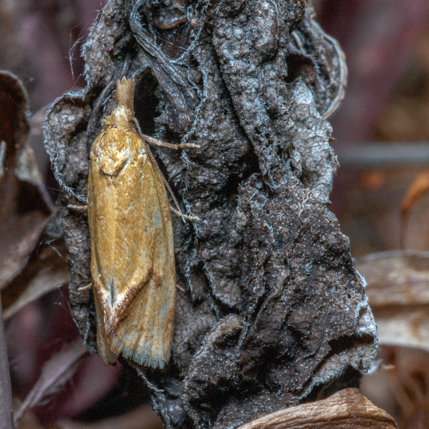 2020-06-02 - Rhein-Herne-Kanal und EmscherValleyWay Kreuzfahrt