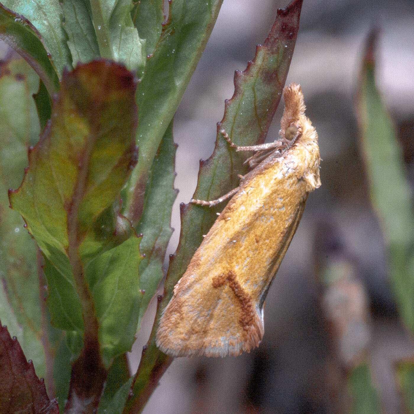 2020-06-02 - Rhein-Herne-Kanal und EmscherValleyWay Kreuzfahrt
