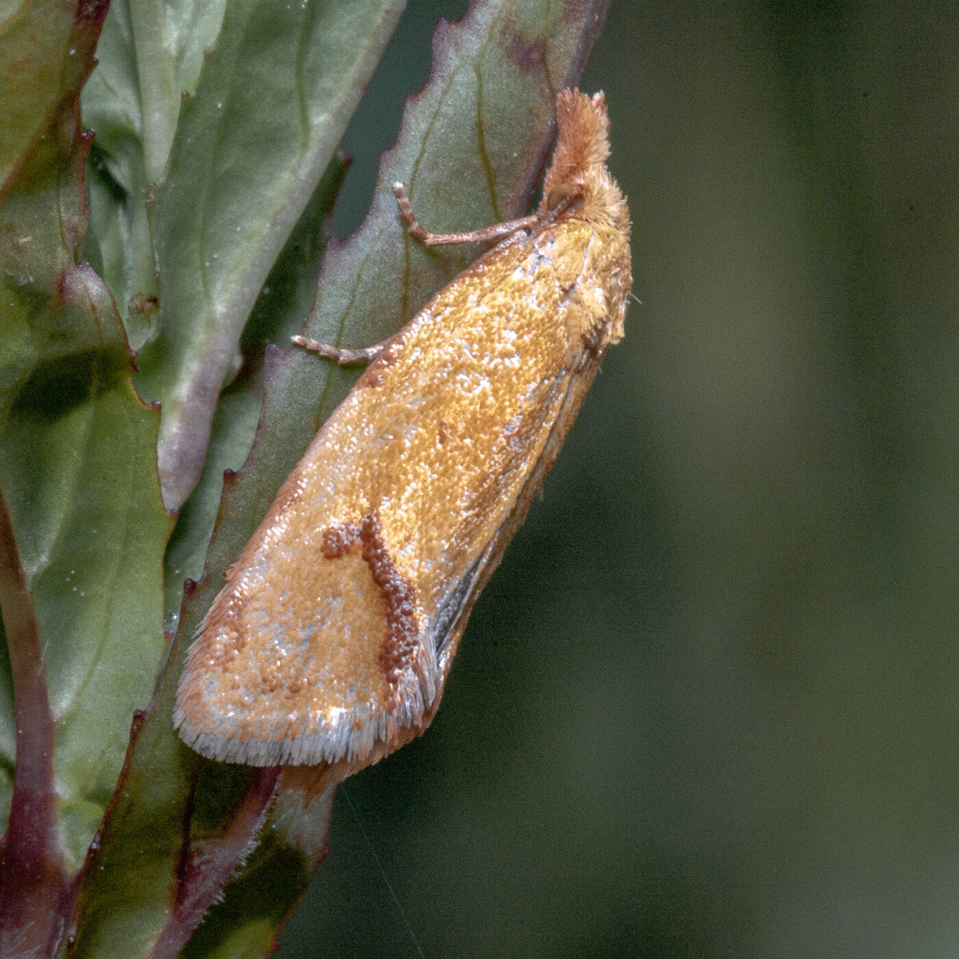 2020-06-02 - Rhein-Herne-Kanal und EmscherValleyWay Kreuzfahrt