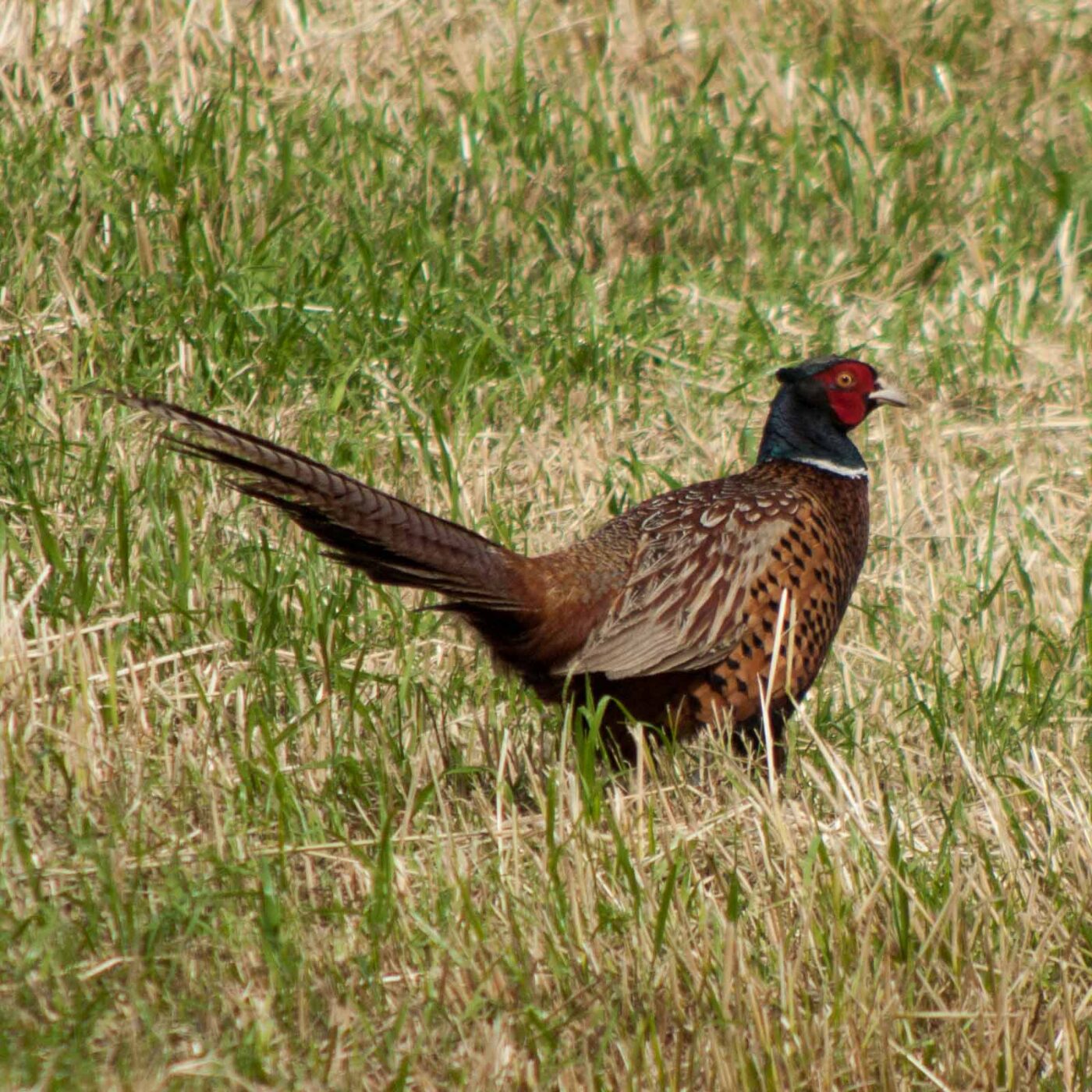 2020-06-02 - Rhein-Herne-Kanal und EmscherValleyWay Kreuzfahrt