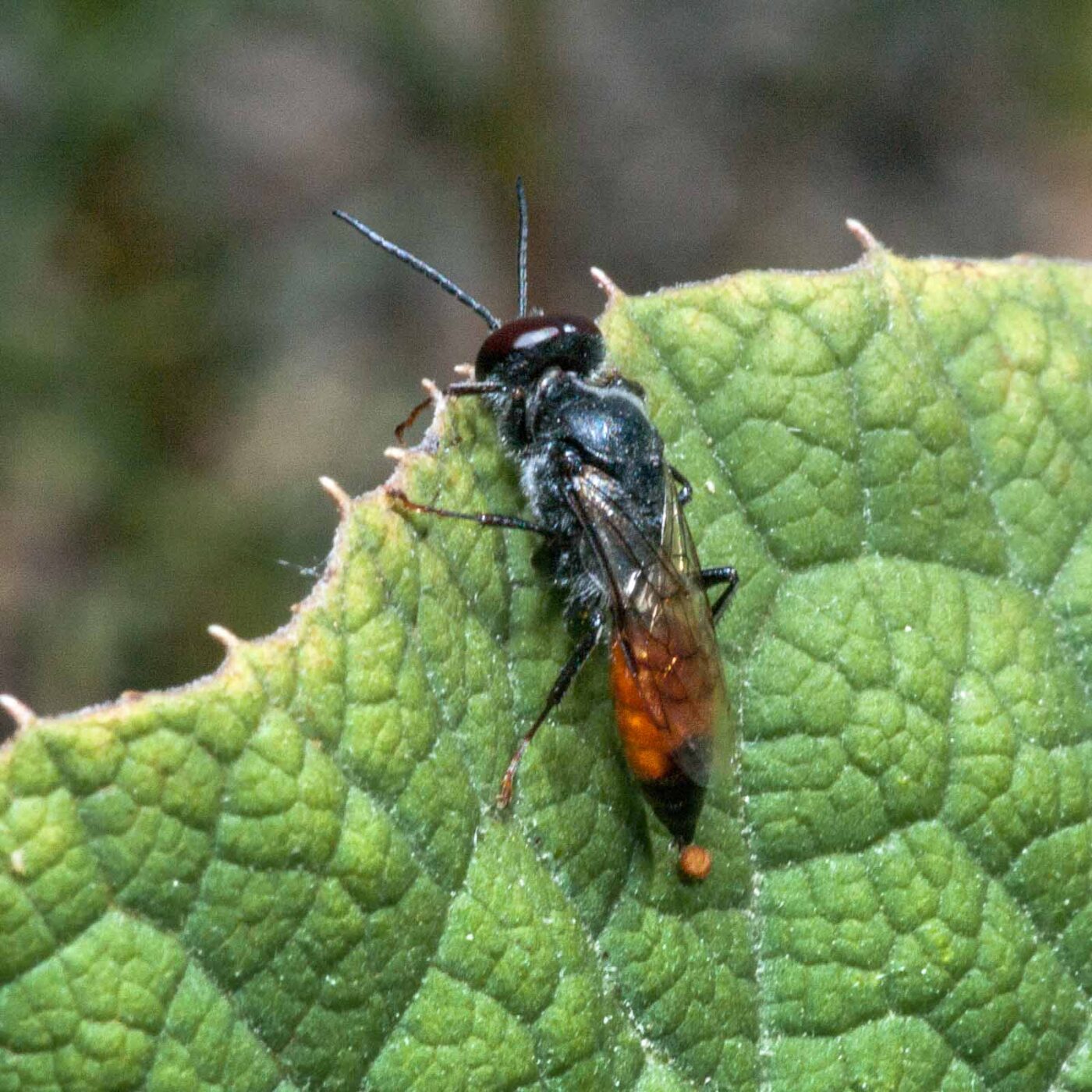 2020-06-02 - Rhein-Herne-Kanal und EmscherValleyWay Kreuzfahrt