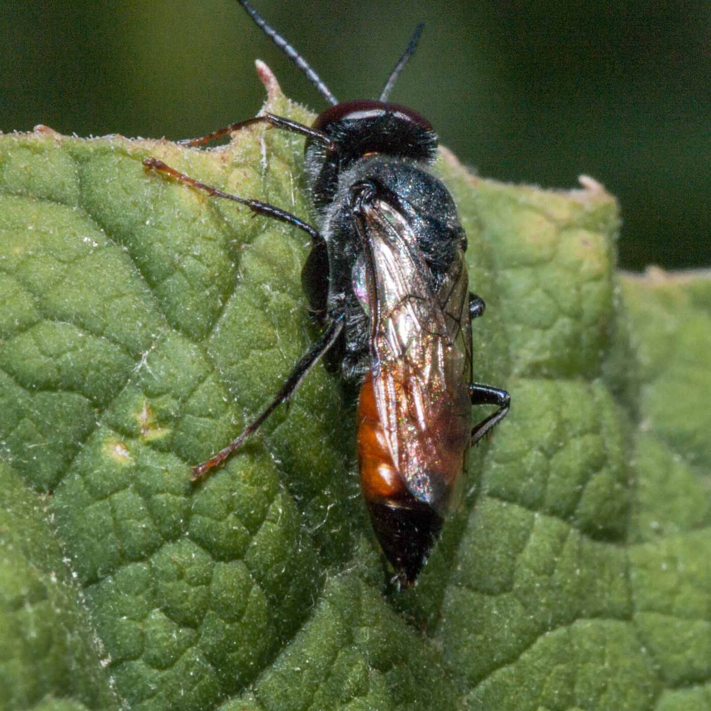 2020-06-02 - Rhein-Herne-Kanal und EmscherValleyWay Kreuzfahrt