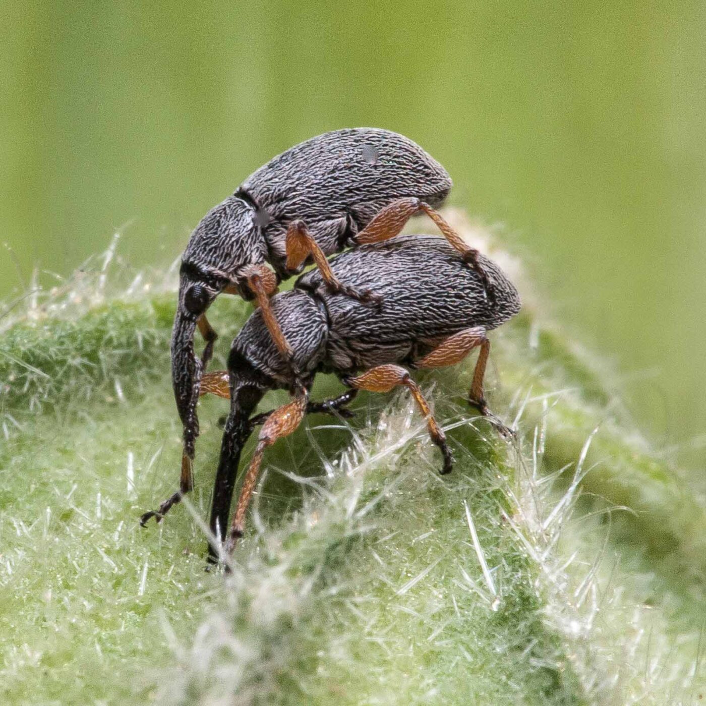 2020-06-03 - RE-Sidenzia im Hof vor dem BallKong