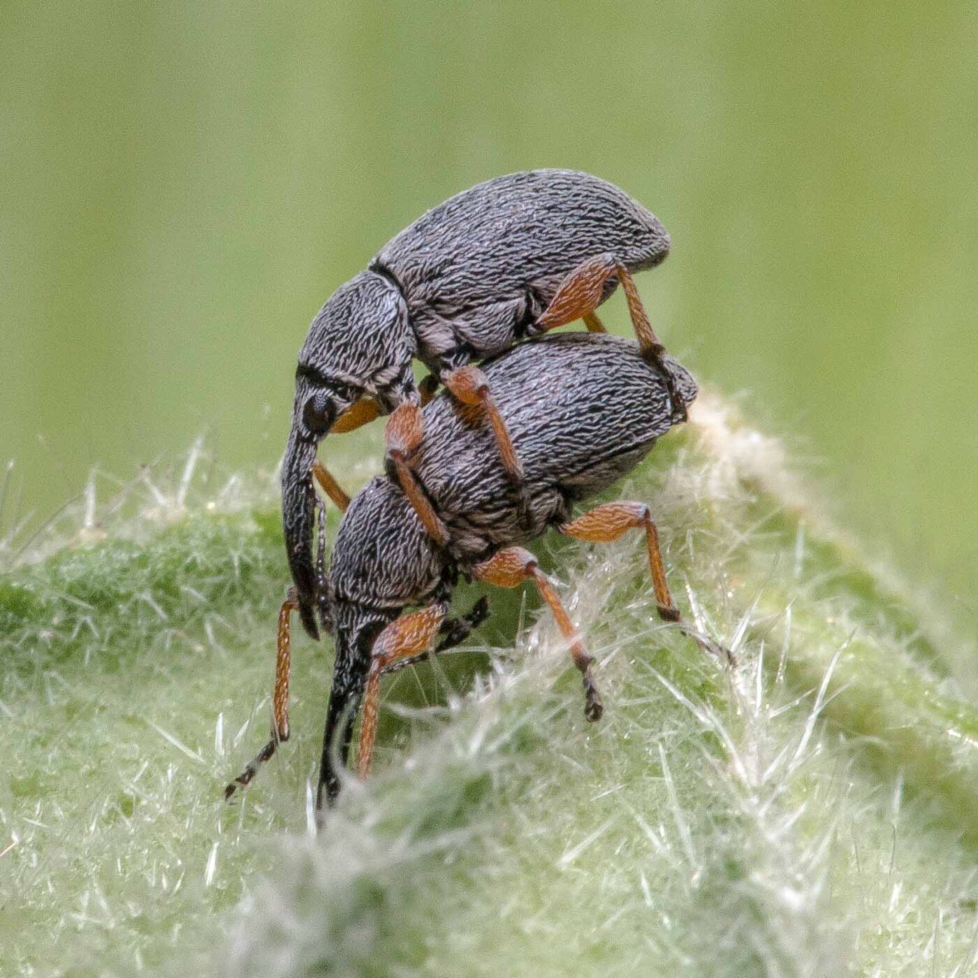 2020-06-03 - RE-Sidenzia im Hof vor dem BallKong