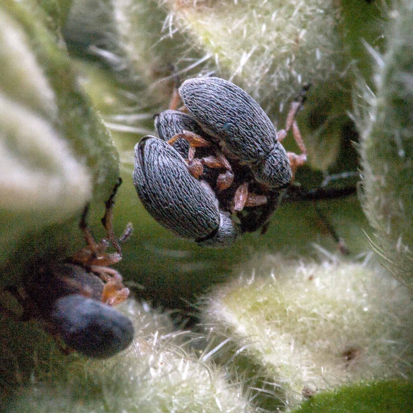 2020-06-03 - RE-Sidenzia im Hof vor dem BallKong