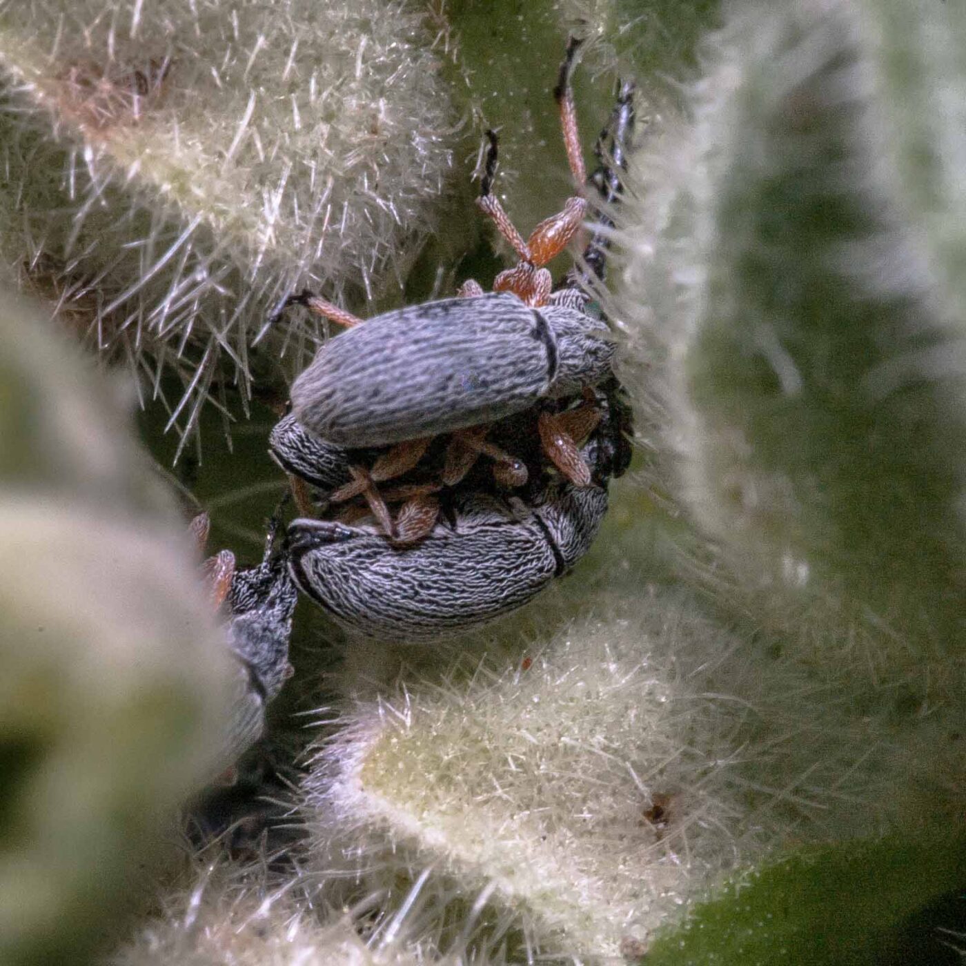 2020-06-03 - RE-Sidenzia im Hof vor dem BallKong