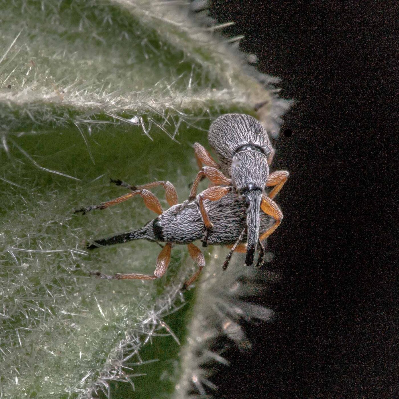 2020-06-03 - RE-Sidenzia im Hof vor dem BallKong