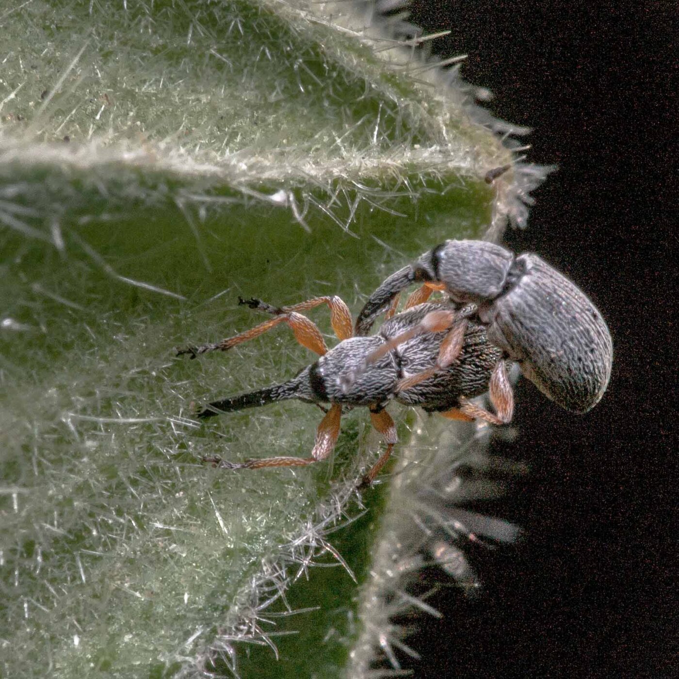 2020-06-03 - RE-Sidenzia im Hof vor dem BallKong