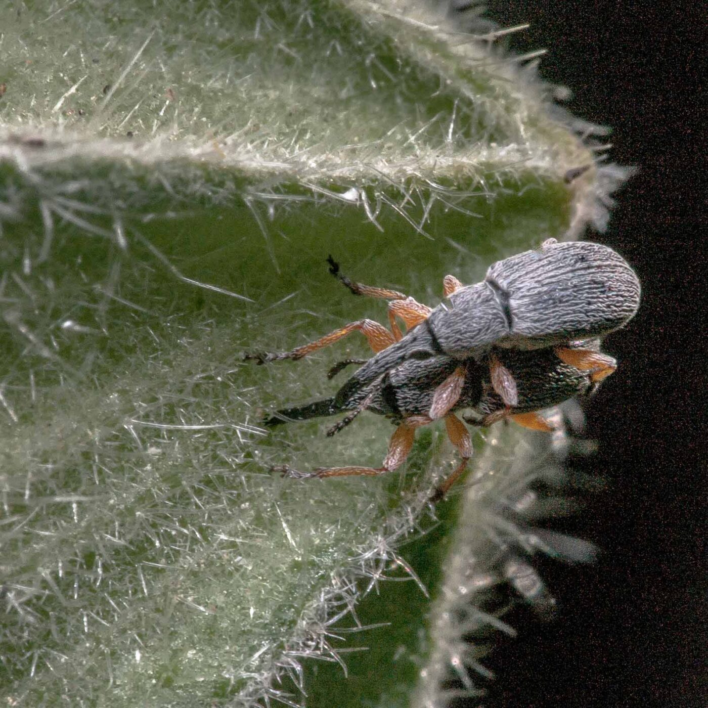 2020-06-03 - RE-Sidenzia im Hof vor dem BallKong